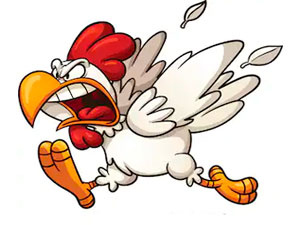 angry chickens